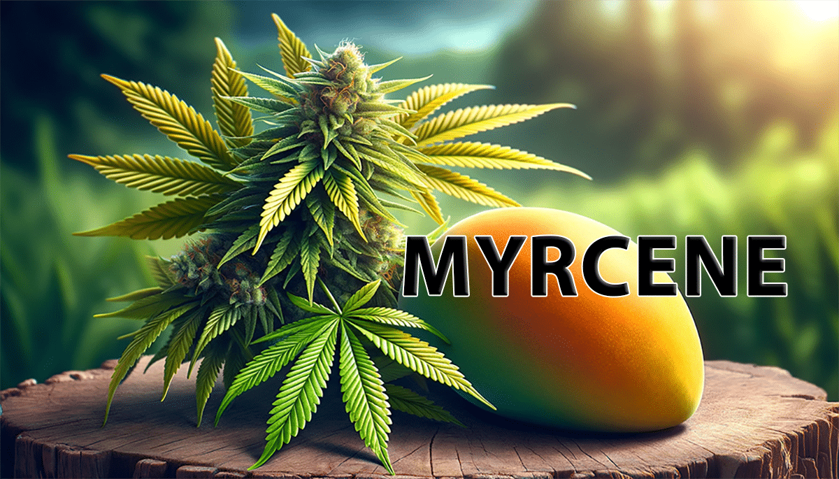 Myrcen in Cannabis: Eigenschaften und Einfluss auf die Wirkung