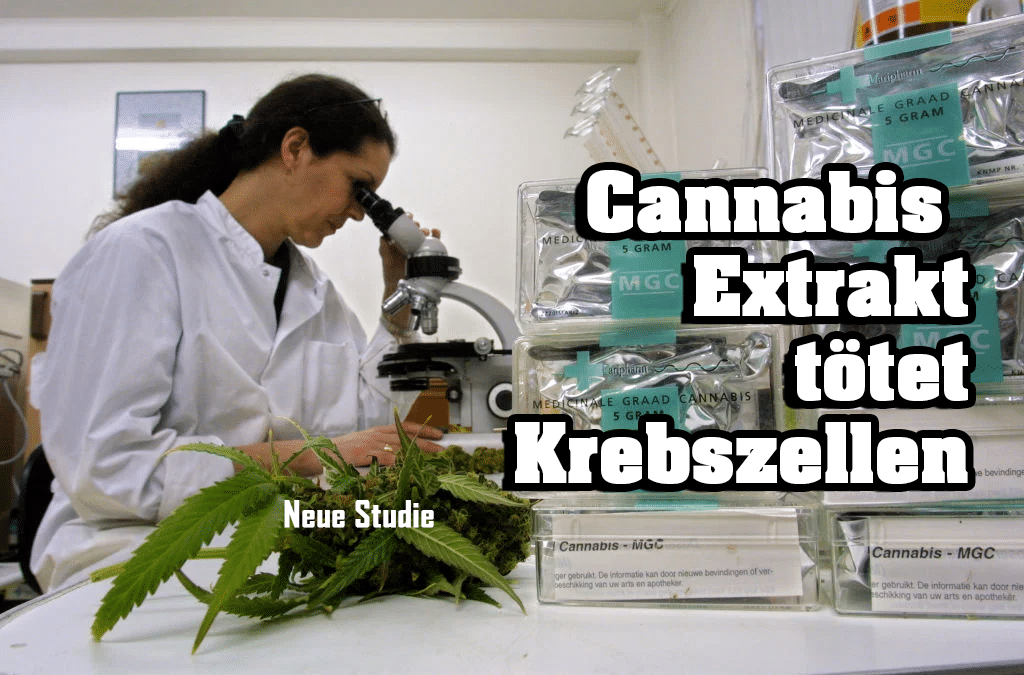 Cannabis Extrakte im Kampf gegen Krebs: Ein Durchbruch in der Forschung