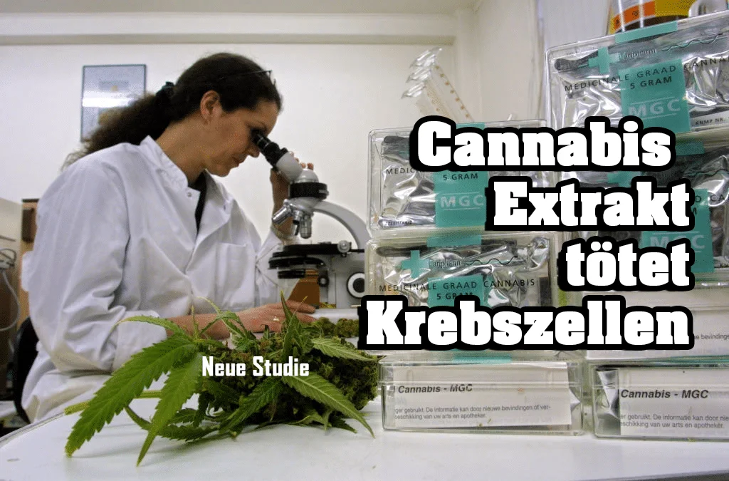 Cannabis Extrakte im Kampf gegen Krebs: Ein Durchbruch in der Forschung