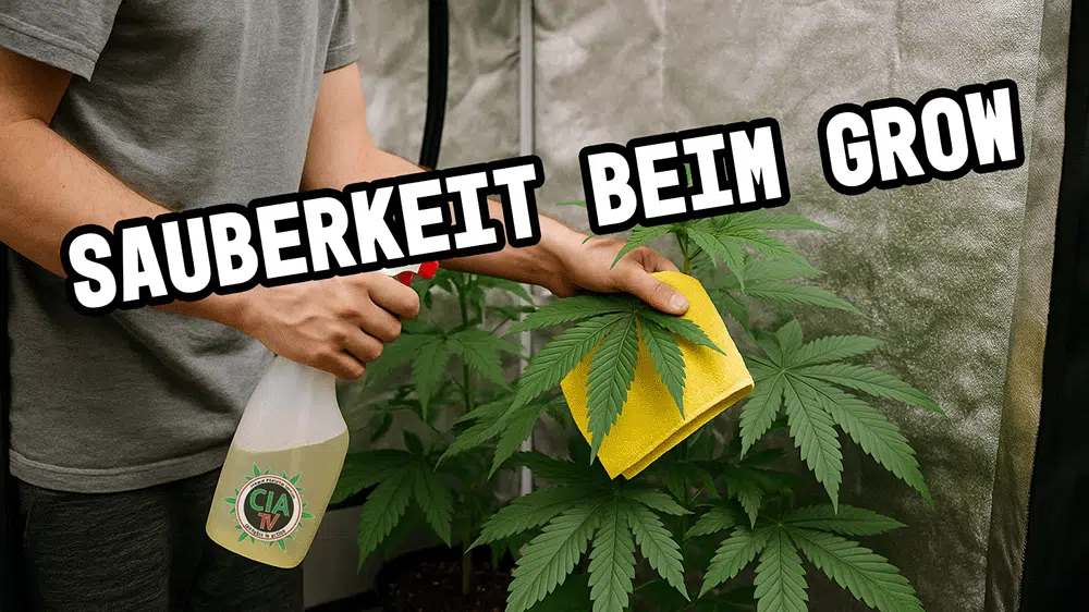 sauberkeit beim grow